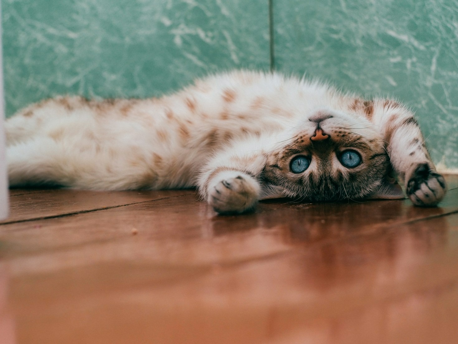 Cómo fomentar el bienestar de los gatos en tu comunidad