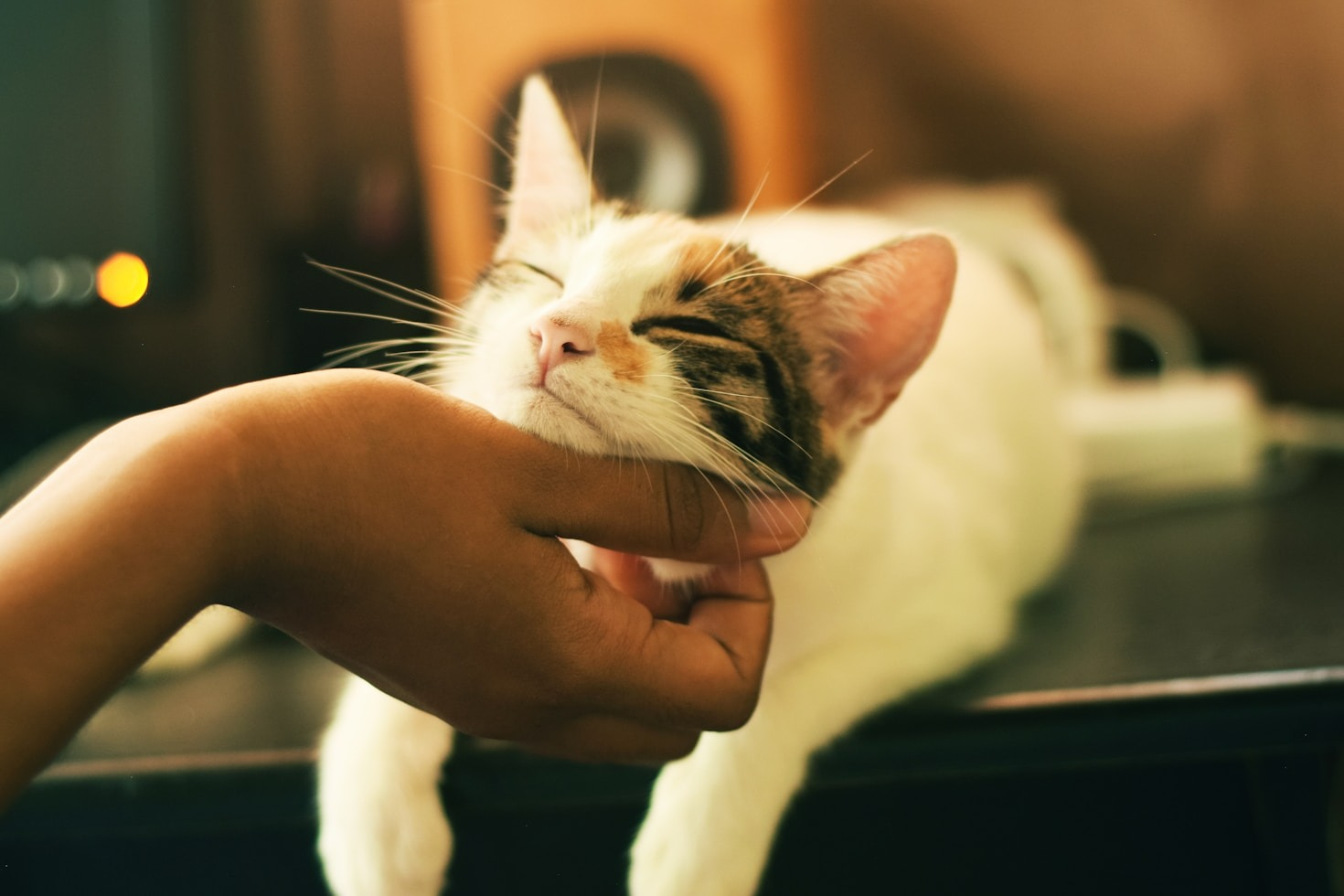 Cómo las leyes de protección animal benefician a nuestra sociedad